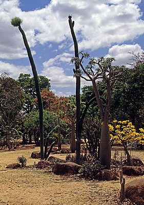 National Botanic Garden: Vegetation - Harare