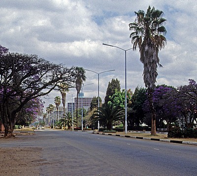 Hauptstraße mit blühenden Palisanderholzbäumen (Jacaranda mimosifolia) und diversen Palmen - Harare