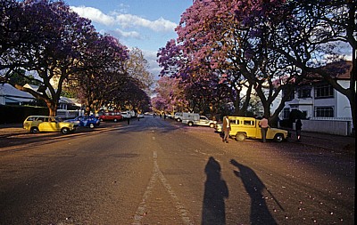 Straße mit blühenden Palisanderholzbäumen (Jacaranda mimosifolia) - Harare
