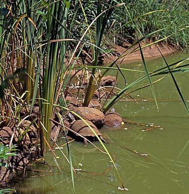 Mukuvisi Woodlands: Pelomedusenschildkröten (Pelomedusidae) - Harare