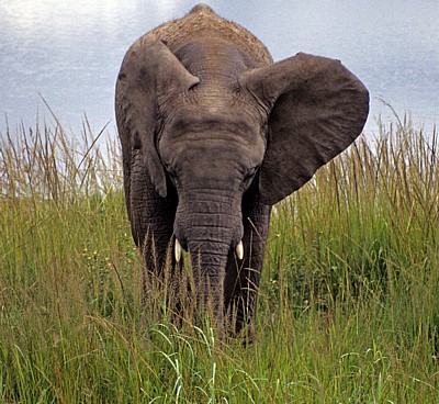 Mukuvisi Woodlands: Afrikanischer Elefant (Loxodonta africana) - Harare