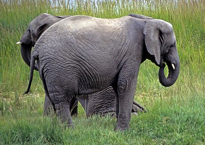 Mukuvisi Woodlands: Afrikanische Elefanten (Loxodonta africana) - Harare