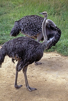 Mukuvisi Woodlands: Afrikanische Strauße (Struthio camelus) - Harare