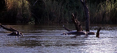 Flußpferde (Hippopotamus amphibius) im Zambezi - Victoria Falls National Park