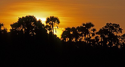 Sonnenuntergang hinter Palmen - Victoria Falls National Park