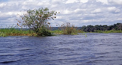 Büsche mit Webervogelnestern (Ploceidae) im Zambezi - Southern Province