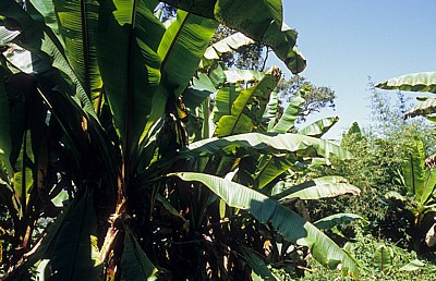 Bananenstauden (Musa) - Poroto-Berge