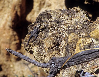 Isimilia Stone Age Site (Steinzeitausgrabungsstätte): Dickfingergecko (Pachydactylus) - Isimilia