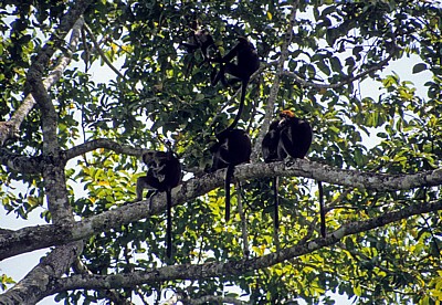Uhehe-Rotkopf-Guerezas (Udzungwa-Stummelaffe, Procolobus gordonorum) - Udzungwa Mountains National Park