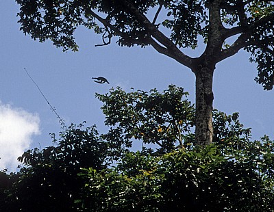 Uhehe-Rotkopf-Guereza (Udzungwa-Stummelaffe, Procolobus gordonorum) beim Sprung von einem Baum - Udzungwa Mountains National Park