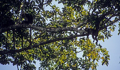 Uhehe-Rotkopf-Guerezas (Udzungwa-Stummelaffe, Procolobus gordonorum) in einem Baum - Udzungwa Mountains National Park