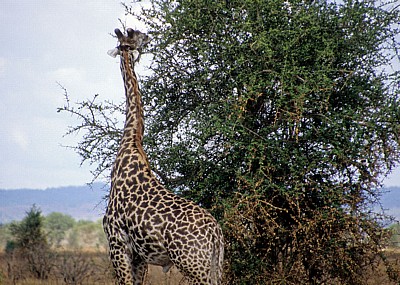 Massai-Giraffe (Giraffa camelopardalis tippelskirchi) beim Fressen an einem Baum - Mikumi Nationalpark