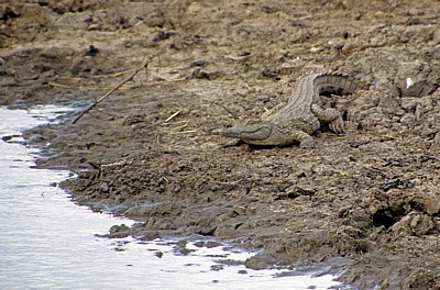Nilkrokodil (Crocodylus niloticus) - Mikumi Nationalpark