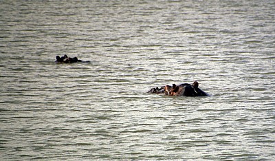 Flußpferdköpfe (Hippopotamus amphibius) im Wasser - Mikumi Nationalpark