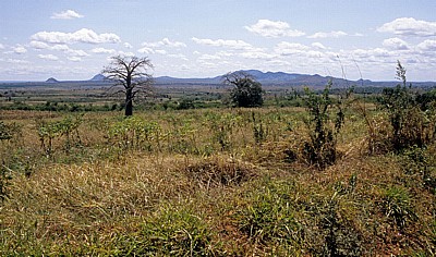 Landschaft mit Baobab (Affenbrotbaum, Adansonia digitata) - Selous Kisaki Road