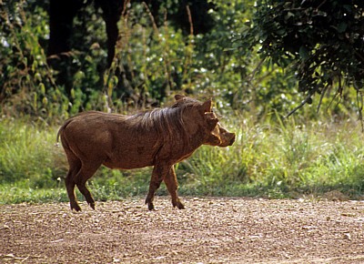 Matambwe Gate: Warzenschwein (Phacochoerus africanus) - Selous Wildreservat