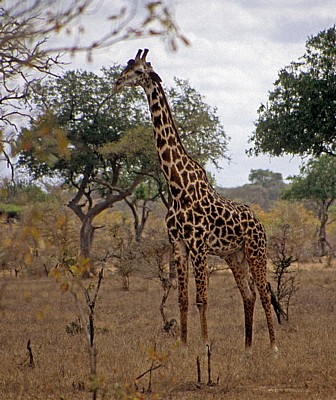 Massai-Giraffe (Giraffa camelopardalis tippelskirchi) - Selous Wildreservat
