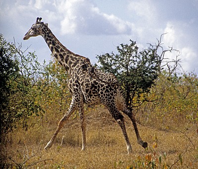 Laufende Massai-Giraffe (Giraffa camelopardalis tippelskirchi) - Selous Wildreservat