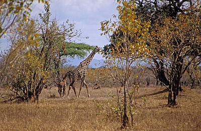 Massai-Giraffe (Giraffa camelopardalis tippelskirchi) mit Jungem - Selous Wildreservat