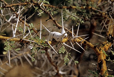 Kameldorn (Kameldornbaum, Kameldornakazie, Acacia erioloba): Dornen - Selous Wildreservat