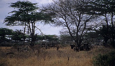 Streifengnus (Connochaetes taurinus) unter Bäumen - Selous Wildreservat