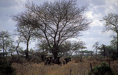 Streifengnus (Connochaetes taurinus) unter einem Baum - Selous Wildreservat