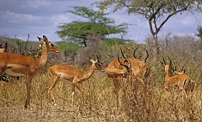 Impalas (Aepyceros melampus) - Selous Wildreservat