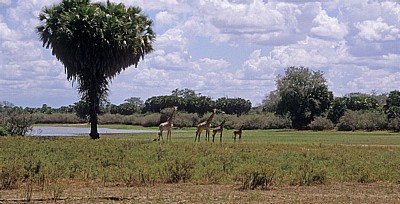 Massai-Giraffen (Giraffa camelopardalis tippelskirchi) - Selous Wildreservat