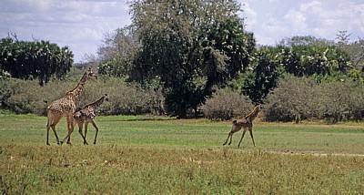 Laufende Massai-Giraffen (Giraffa camelopardalis tippelskirchi) - Selous Wildreservat