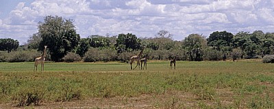 Massai-Giraffen (Giraffa camelopardalis tippelskirchi) - Selous Wildreservat