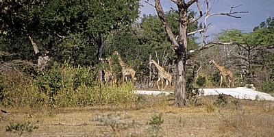 Massai-Giraffen (Giraffa camelopardalis tippelskirchi) im Dickicht - Selous Wildreservat
