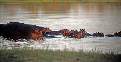 Rufiji: Flußpferde (Hippopotamus amphibius) - Selous Wildreservat