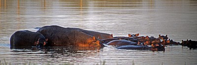Rufiji: Flußpferde (Hippopotamus amphibius) - Selous Wildreservat