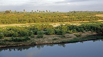 Rufiji: Ufervegetation - Selous Wildreservat