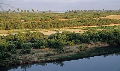 Rufiji: Ufervegetation - Selous Wildreservat