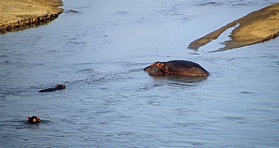 Rufiji: Flußpferde (Hippopotamus amphibius) - Selous Wildreservat