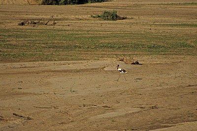 Sattelstorch (Ephippiorhynchus senegalensis) - Selous Wildreservat