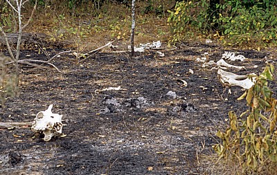 Knochen auf abgebrannter Steppe - Selous Wildreservat