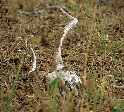 Impalaschädel - Selous Wildreservat