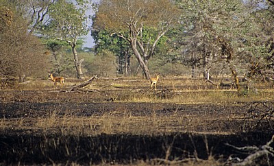 Impalas (Aepyceros melampus) auf kürzlich abgebrannter Fläche  - Selous Wildreservat