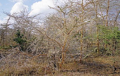 Kameldorn (Kameldornbaum, Kameldornakazie, Acacia erioloba) - Selous Wildreservat