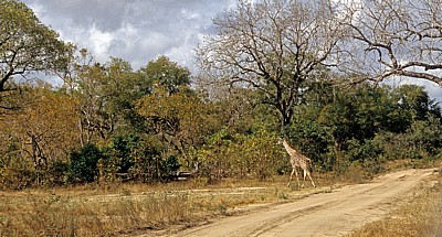 Rechts vor links: Massai-Giraffe (Giraffa camelopardalis tippelskirchi) nach Überqueren der Straße - Selous Wildreservat