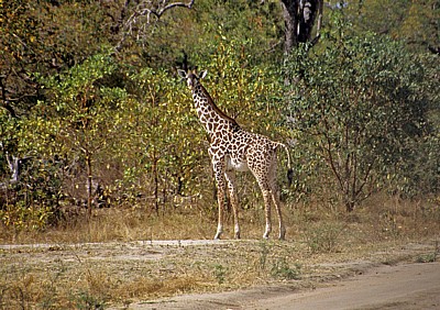 Massai-Giraffe (Giraffa camelopardalis tippelskirchi) - Selous Wildreservat