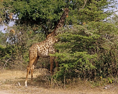 Massai-Giraffe (Giraffa camelopardalis tippelskirchi) - Selous Wildreservat