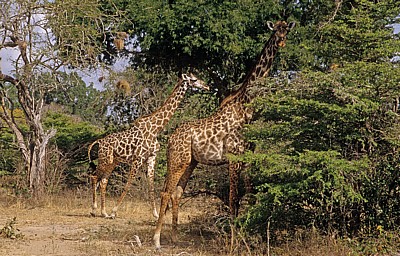 Massai-Giraffen (Giraffa camelopardalis tippelskirchi) - Selous Wildreservat
