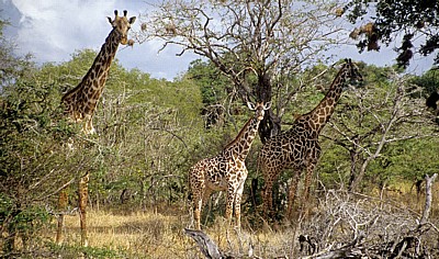 Massai-Giraffen (Giraffa camelopardalis tippelskirchi) - Selous Wildreservat
