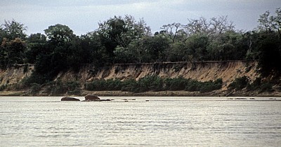 Flußpferde (Hippopotamus amphibius) vor dem Steilufer - Rufiji