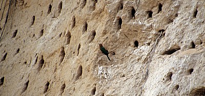 Bienenfresser (Merops apiaster) an seiner Nestanlage (Höhlen) - Rufiji