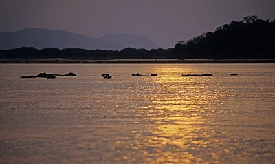 Flußpferde (Hippopotamus amphibius) im Sonnenuntergang - Rufiji
