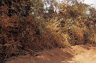 Fahrt Mtemere Gate, Selous Game Reserve - Daressalam: Eingestaubte Büsche am Straßenrand - Pwani Region